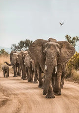 Herd of Elephant Calves Sandy Path African Nature Canvas Painting