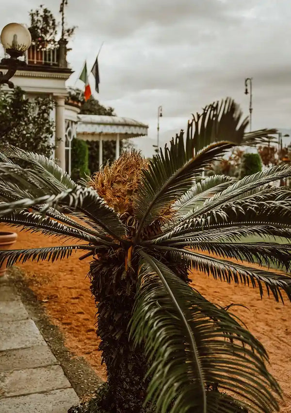 Palme nahaufnahme mit dramatischen Blättern gegen bewölkten Himmel Gemälde
