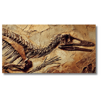 Gefossiliseerd dinosaurusskelet op getextureerd stenen oppervlak - Canvas wandkunst