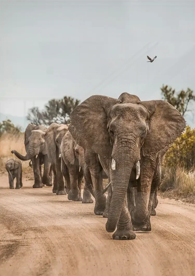 Kudde Olifanten Kalveren Zandpad Afrikaanse Natuur Schilderij