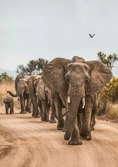 Herde Elefanten Kälber Sandweg Afrikanische Natur Leinwandbild