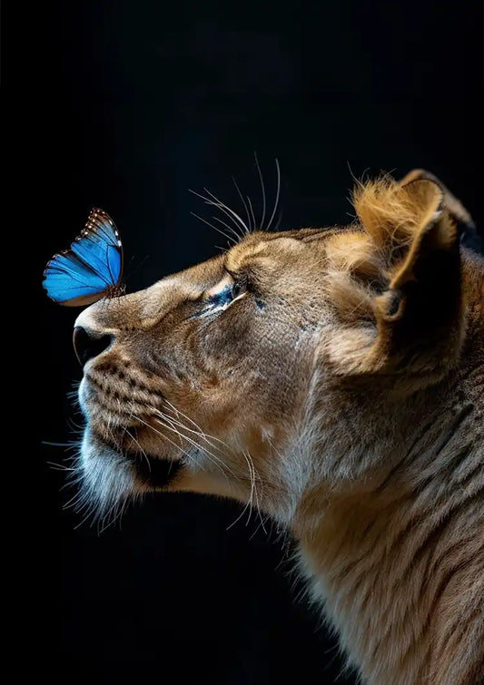 Leeuwin canvas schilderij met een blauwe vlinder op haar neus tegen zwarte achtergrond
