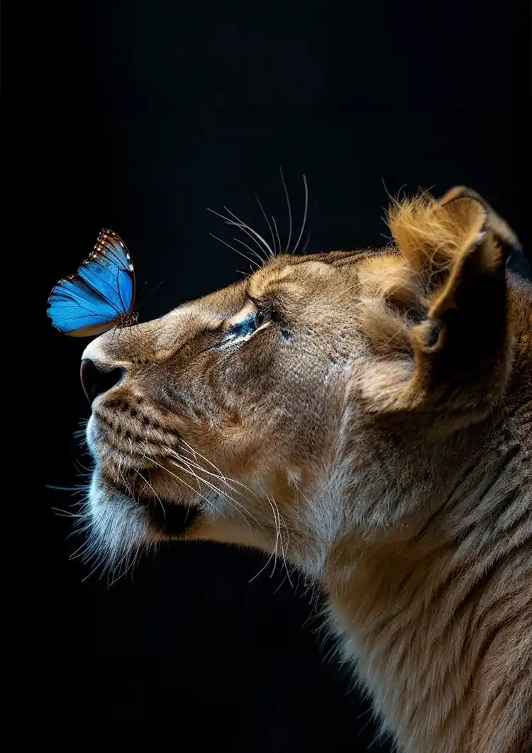 Leeuwin Blauwe Vlinder Neus Zwarte Achtergrond Majestueus Portret Schilderij