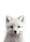 Weißer Fuchs Zwei Farbige Augen Weiches Fell Porträt Minimalistisches Gemälde