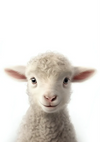 Niedliches Lamm Lockige Wolle Rosa Ohren Weiß Porträt Minimalistisches Gemälde