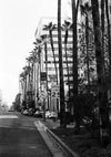 Rodeo Drive Los Angeles Palmen Schwarz-Weiß Boulevard Gemälde