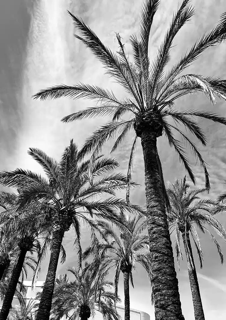Tall Palm Trees Black and White Photography Style Tropical Canvas Print