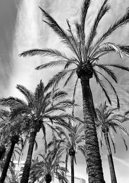 Tall Palm Trees Black and White Photography Style Tropical Canvas Print