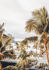 Tropical Palm Trees Soft Air Nature Painting