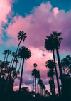 Palm Trees Against Pink Purple Cloud Sky Tropical Sunset Painting