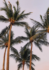 Tall Palm Trees Soft Pastel Sky Tropical Nature Painting