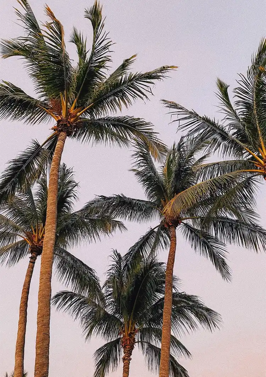 Hohe Palmen von unten weicher Pastellrosa Himmel Gemälde