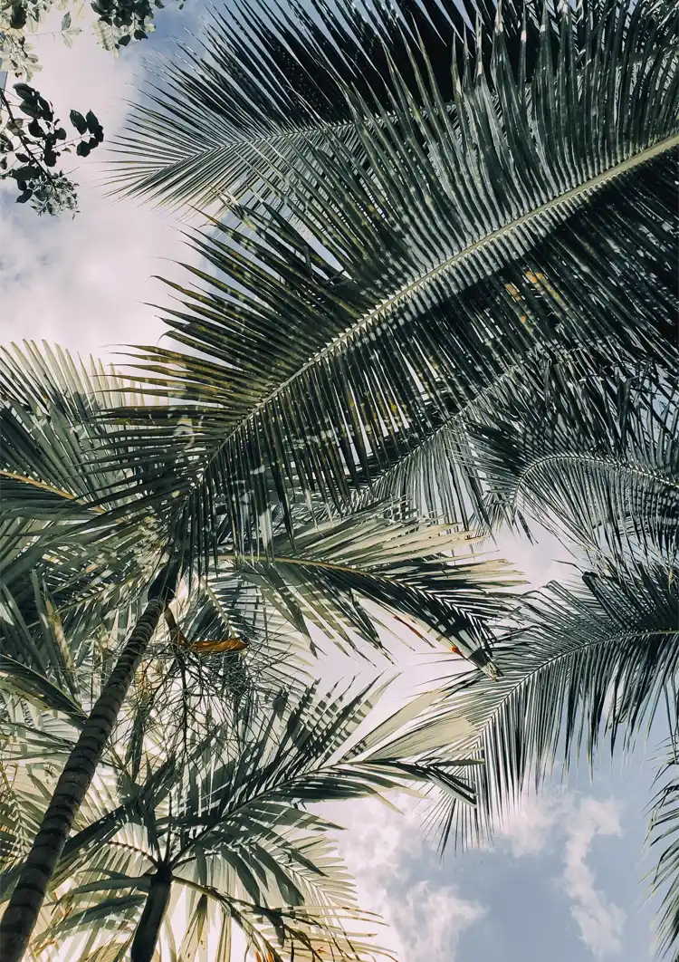 Palmboom Bladeren Tropisch Uitzicht Omhoog Natuur Schilderij