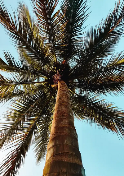 Palme Tiefe Perspektive Blauer Himmel Tropische Natur Leinwandbild