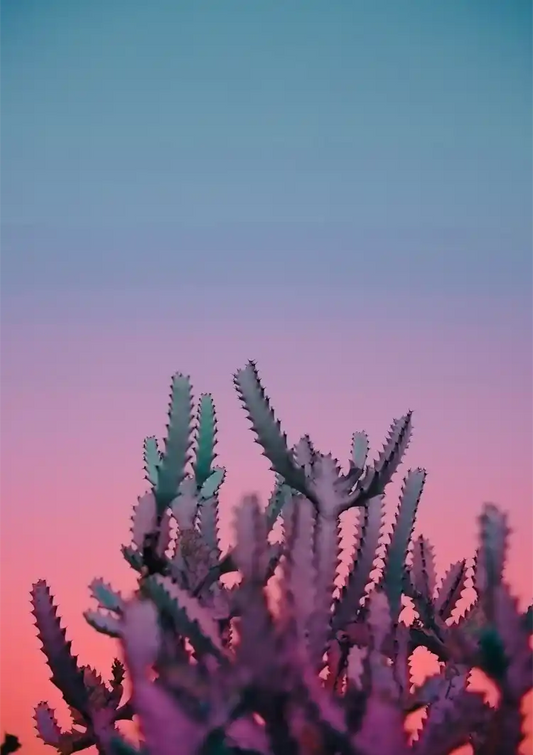 Kaktus Rosa Glanz Dämmerung Wüstensilhouette Gemälde