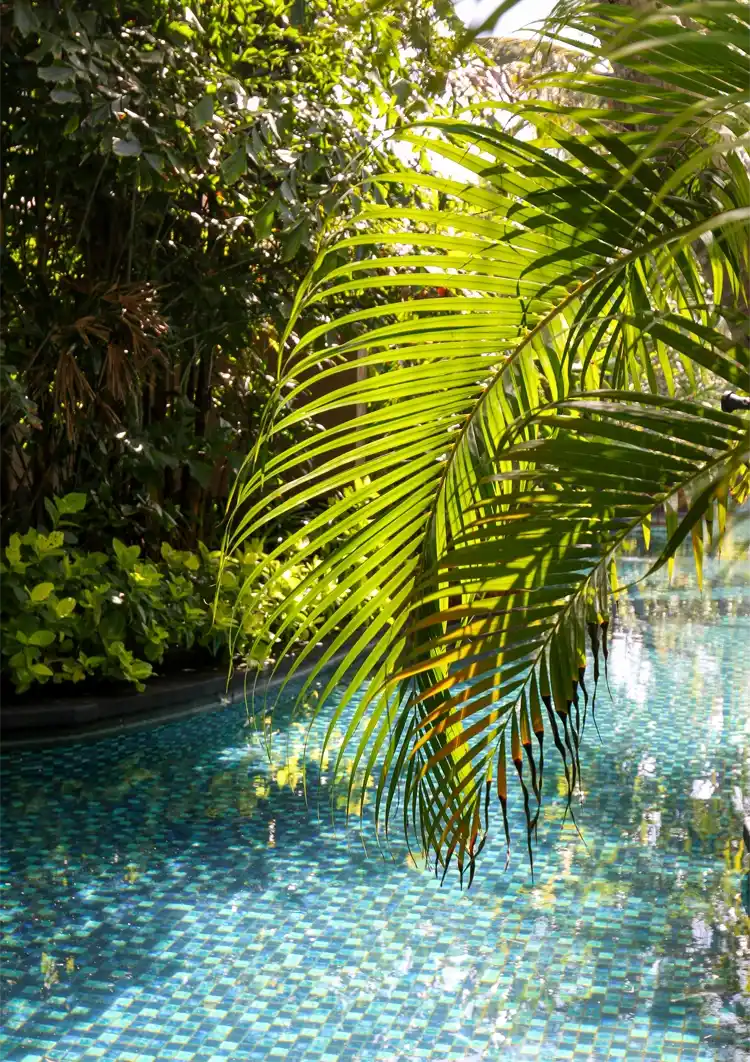 Tropisches Schwimmbad Palmenblätter Klares Wasser Sommergemälde