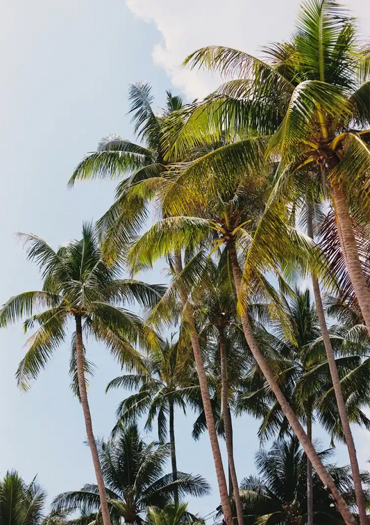 Hohe tropische Palmen vor hellem blauen Himmel Gemälde