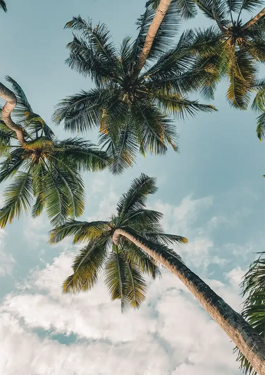 Palmen Vogelperspektive Nach Oben Blauer Himmel Mit Wolken Gemälde