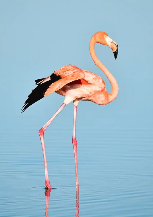 Roze flamingo canvas schilderij in blauw en wit, minimalistische stijl