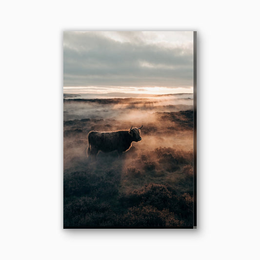 Hooglander in de mist canvas schilderij in grijs en amber