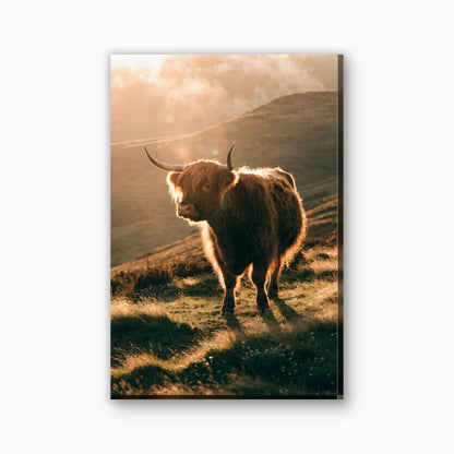 Hooglander in gouden avondlicht canvas schilderij in goudgeel en amber