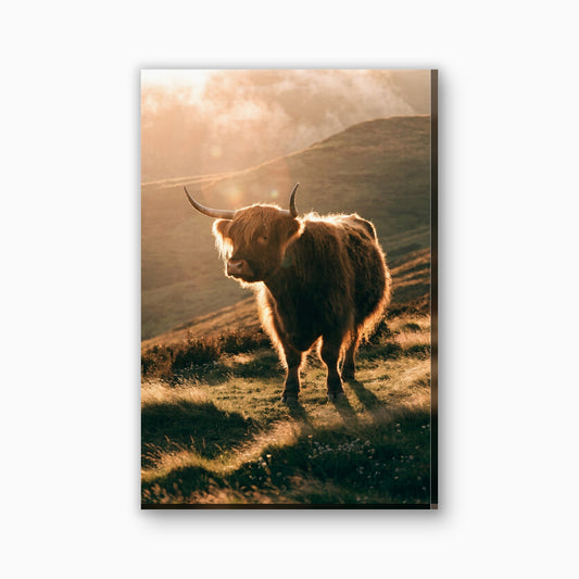 Hooglander in gouden avondlicht canvas schilderij in goudgeel en amber