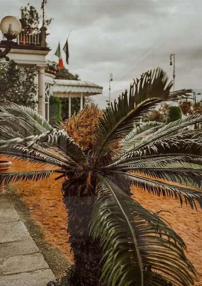Palme nahaufnahme mit dramatischen Blättern gegen bewölkten Himmel Gemälde