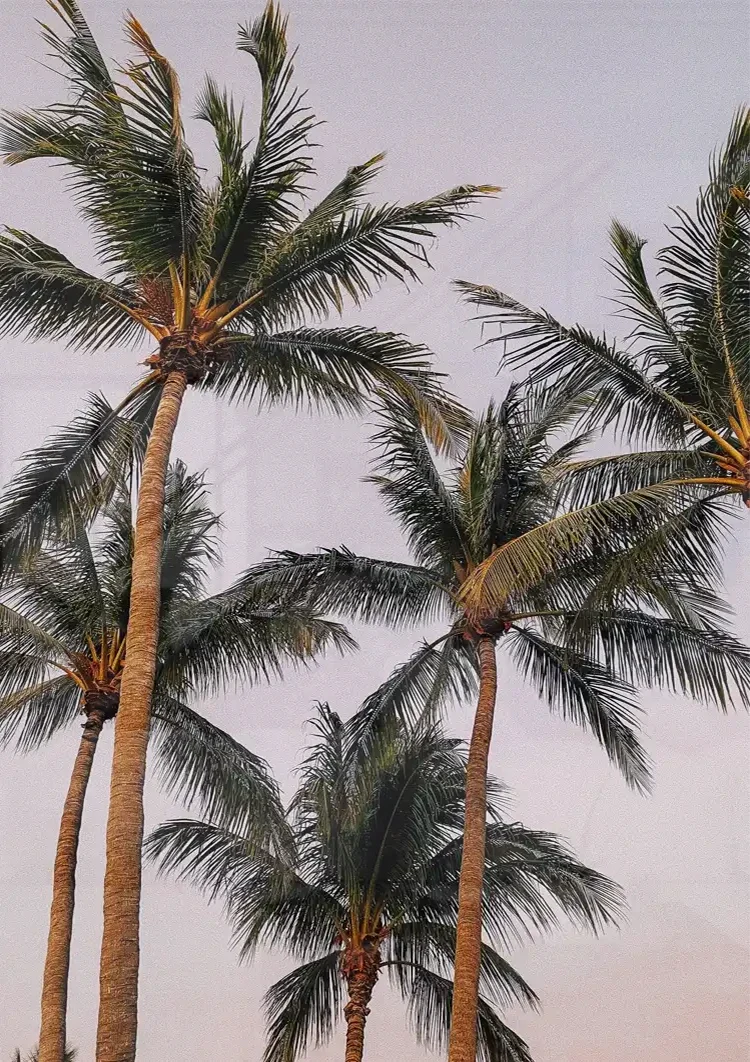 Hohe Palmen von unten weicher Pastellrosa Himmel Gemälde