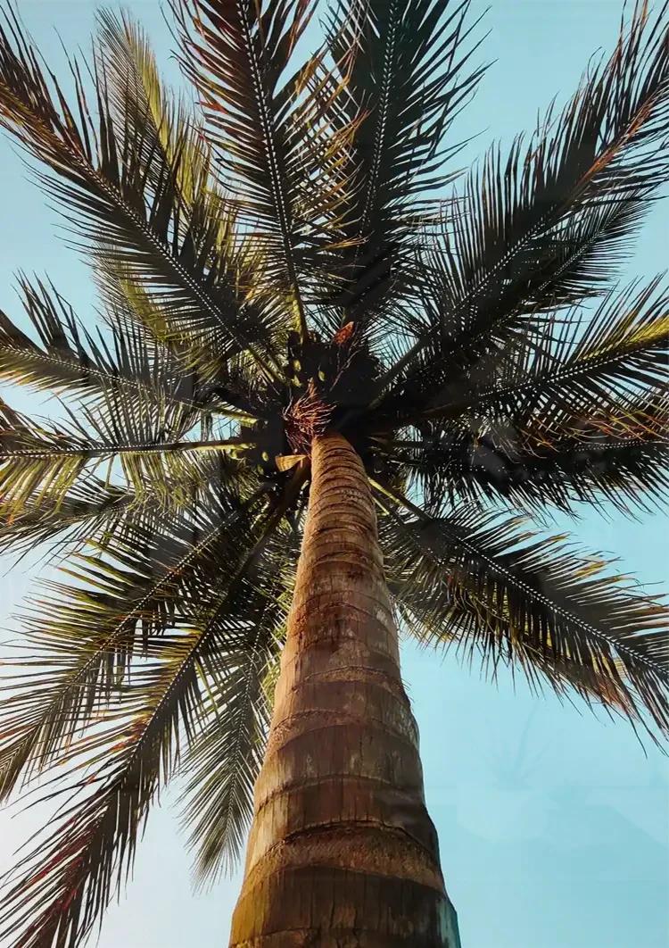 Palme Niedrige Perspektive Blauer Himmel Tropisches Naturgemälde