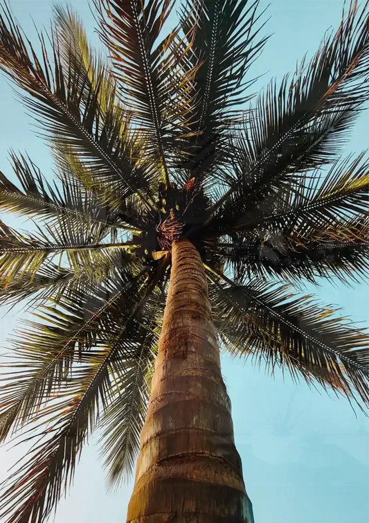 Palmboom in blauwe lucht canvas schilderij aan de muur in de slaapkamer