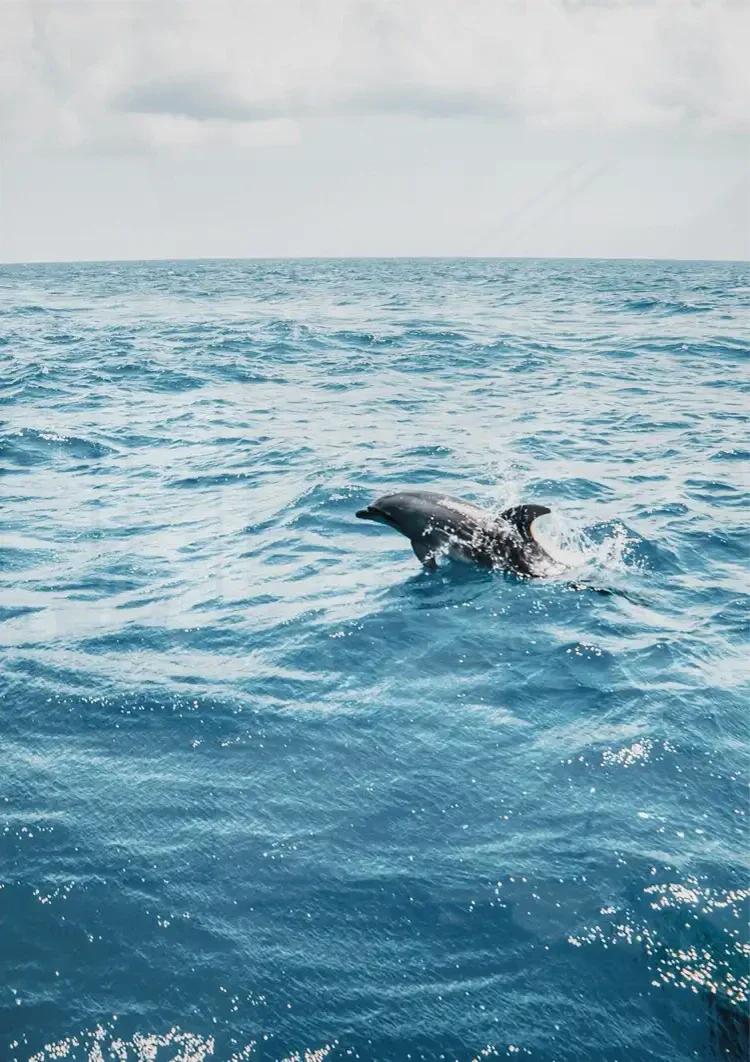 Dolphin Leaping From The Blue Ocean Nature Painting