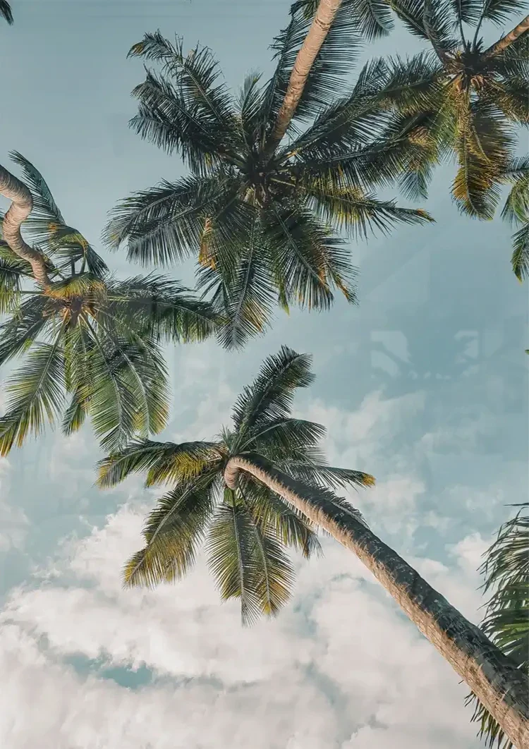 Palm Trees Aerial View Up Blue Sky With Clouds Canvas Painting