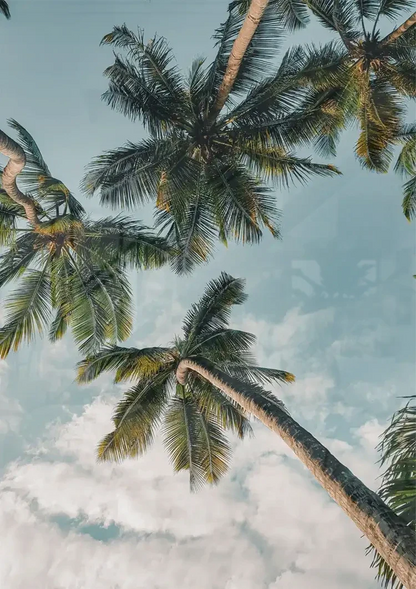Palmen Vogelperspektive Nach Oben Blauer Himmel Mit Wolken Gemälde